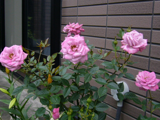 ミニバラ(ベンムーン)_d0000324_1545424.jpg