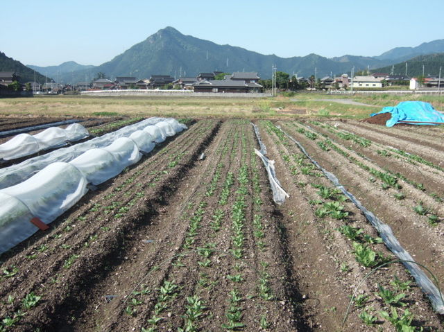 黒大豆の種注文／Fさんのハウス訪問／真砂土購入_a0086634_18311932.jpg