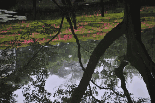 c0093046_7112160.gif