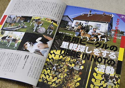 ドイツ実験用ビーグルの里親探し_a0070350_1794310.jpg