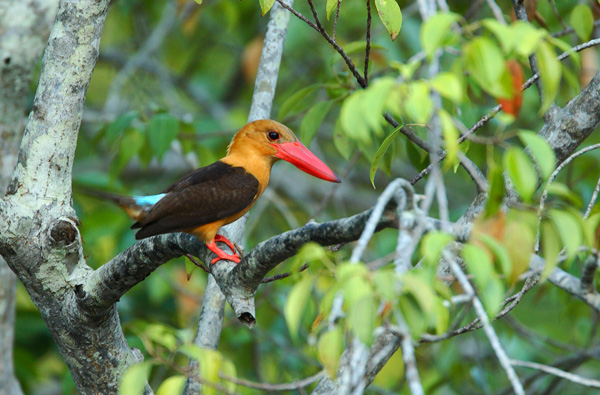 チャバネコウハシショウビン　Brown-winged Kingfisher　　_d0067451_16163931.jpg