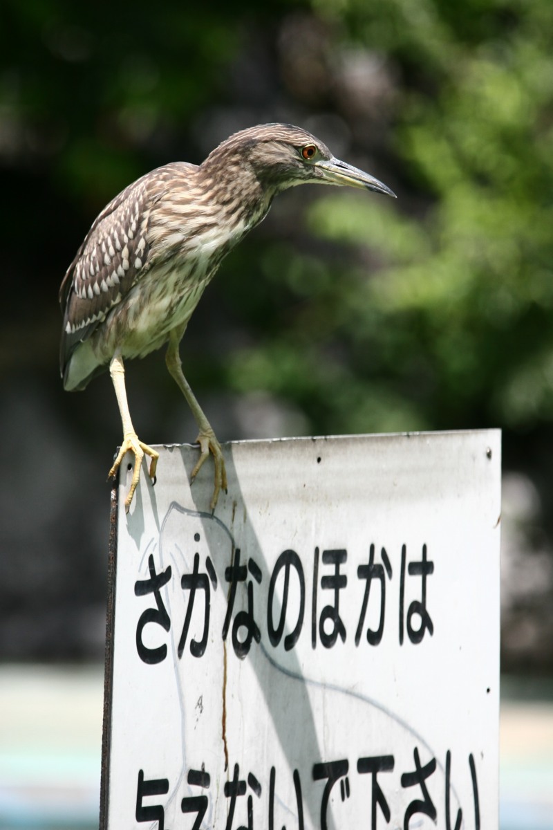 野鳥？_f0167258_22593292.jpg