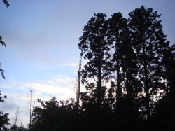 e0125762_133824.jpg