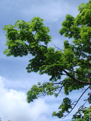 e0125762_2572026.jpg