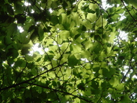 e0125762_362279.jpg