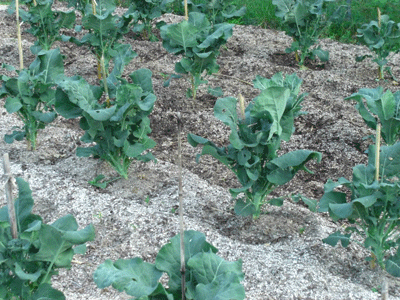 a0086067_10314766.gif