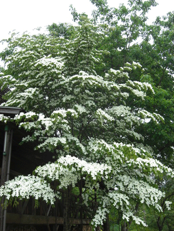 a0086067_1753207.gif