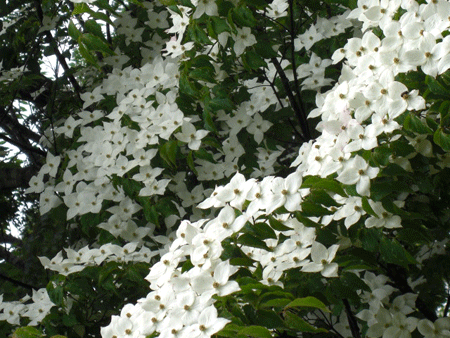 a0086067_17533632.gif