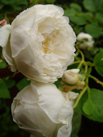 ＊Glamis Castle_f0052869_1242827.jpg