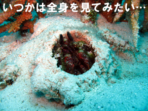 大物遭遇の次の日は…_f0144385_7584742.jpg