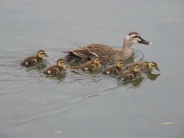 多摩川　カルガモ_d0146592_20161965.jpg