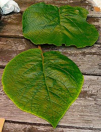 キウイの 判別 花粉採取作業 時々つばらつばら