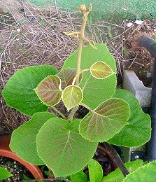 キウイの 判別 花粉採取作業 時々つばらつばら