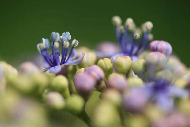 城北公園　菖蒲園にて_f0118400_224979.jpg