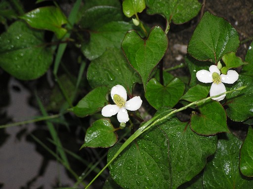 2008.5.24 歳時記　風のたより　虎耳草（ゆきのした）_f0009128_2056467.jpg