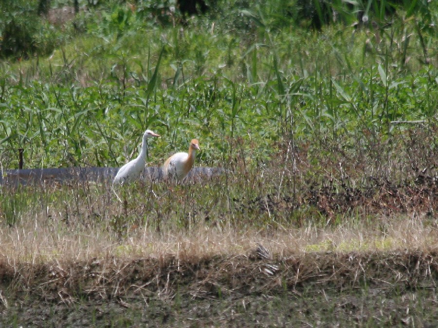 田圃の鳥たち_c0107231_1971071.jpg