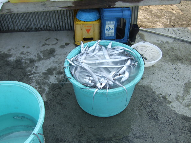 茅ケ崎紹介(茅ケ崎海岸)_b0137932_21151691.jpg