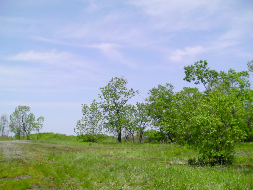 d0111435_167174.jpg