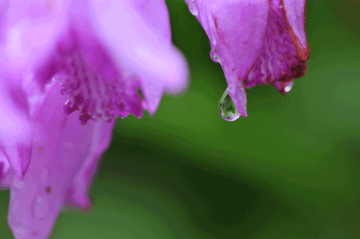 c0093046_6282154.gif