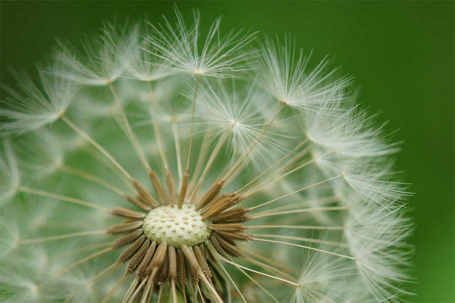 タンポポ 蒲公英 花言葉 思わせぶりー 自然を撮る 花と木 自然を撮る 植物編