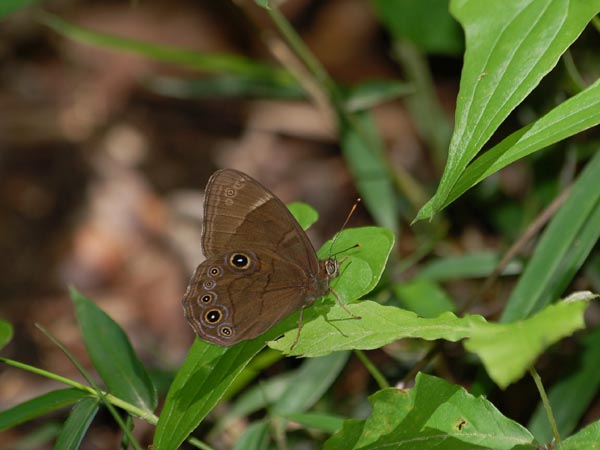 c0045352_1711452.jpg