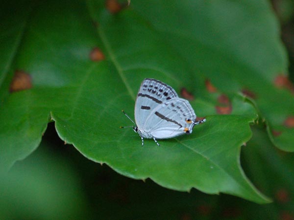 c0045352_1712284.jpg