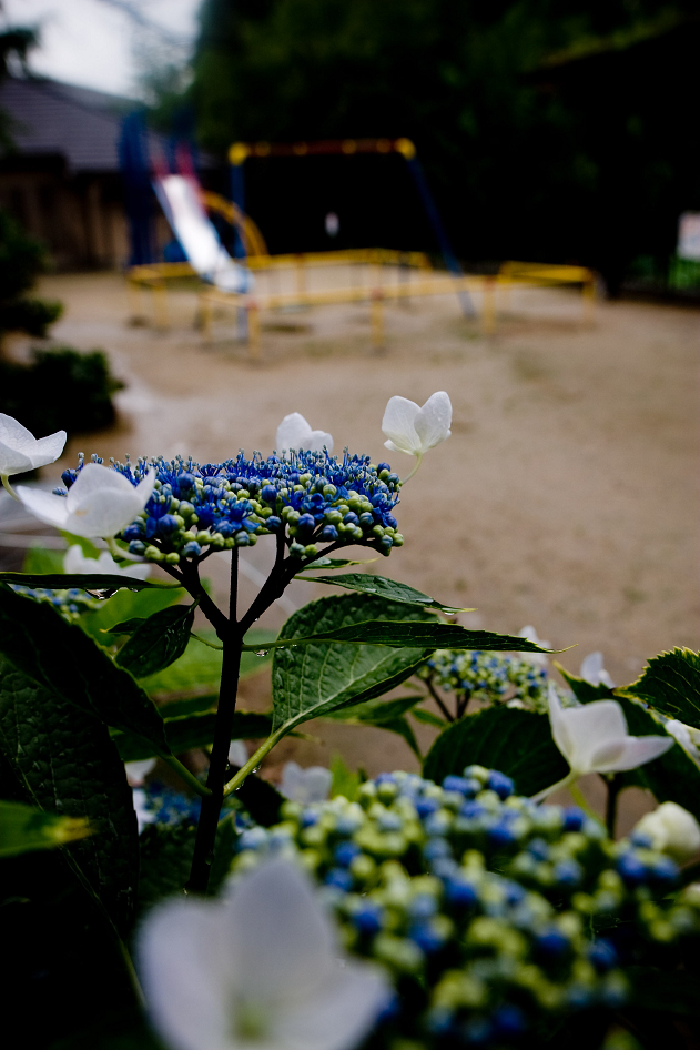 hydrangea of rain_d0141053_2214258.jpg