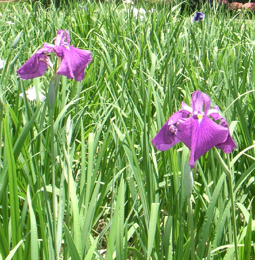 c0050857_0252025.jpg