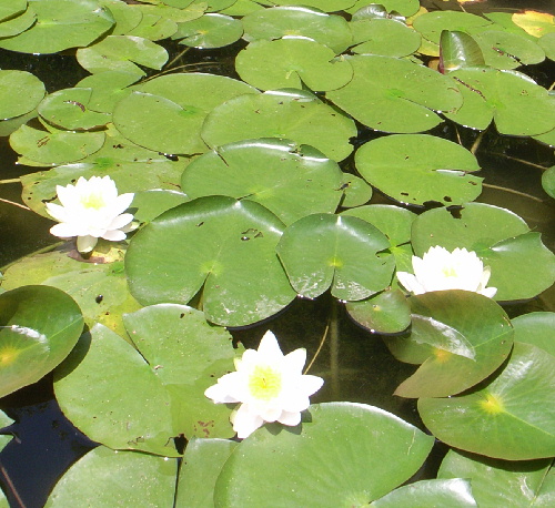 c0050857_026111.jpg