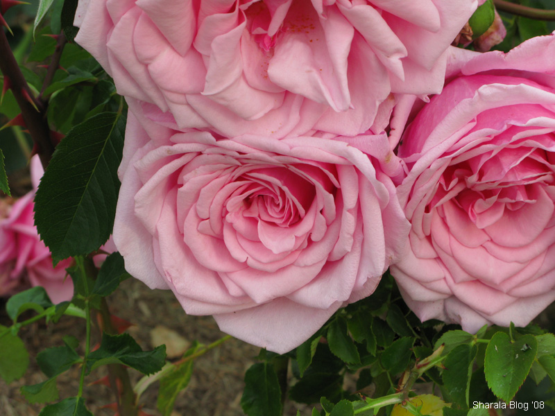 Roses_f0160857_2022846.jpg