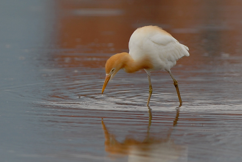 アマサギ_f0053272_21493447.jpg
