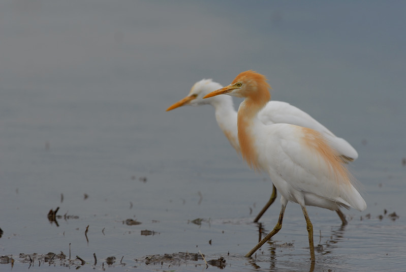 アマサギ_f0053272_21582254.jpg