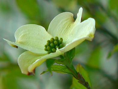 ハナミズキ(花水木)、またはアメリカヤマボウシ_c0085874_10125769.jpg