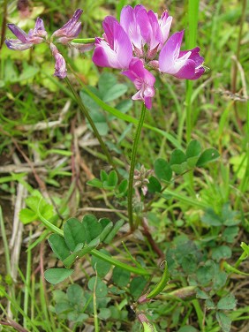 ゲンゲ 翹揺 紫雲英 レンゲソウ 蓮華草 植物の生態散歩