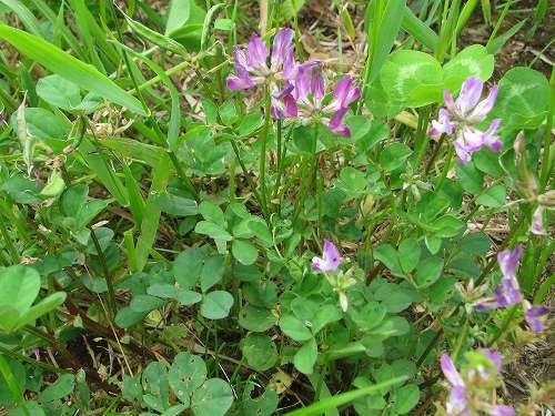 ゲンゲ 翹揺 紫雲英 レンゲソウ 蓮華草 植物の生態散歩