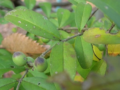 イボタノキ(水蝋の木、水蝋樹、疣取木)_c0085874_21551591.jpg