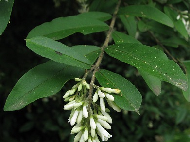 イボタノキ(水蝋の木、水蝋樹、疣取木)_c0085874_21554940.jpg
