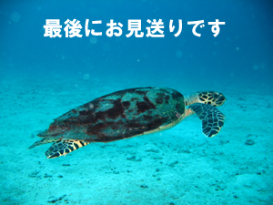4日間のダイビングの締めは_f0144385_1349740.jpg