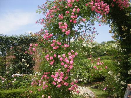 花フェスタ記念公園_b0117292_2132256.jpg