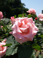 バラフェスタ_d0144095_15495314.jpg