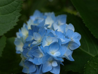 バラフェスタ_d0144095_15521253.jpg