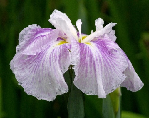 梅雨の花といえば菖蒲でしょう_d0140806_17401178.jpg