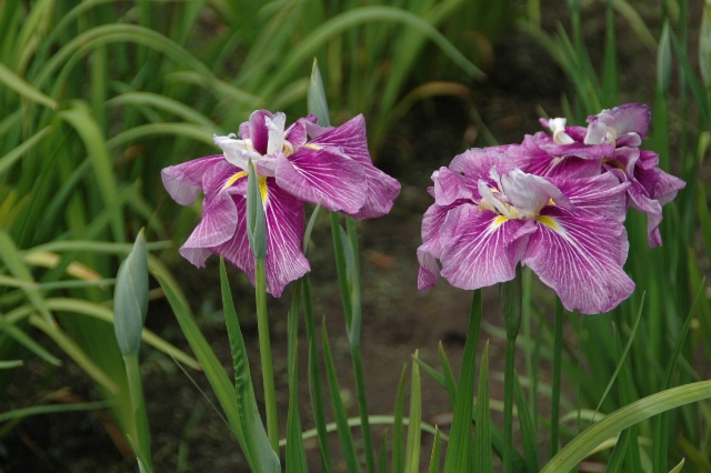 横須賀菖蒲園ー２_f0173708_16294326.jpg