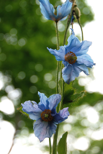 メコノプシス ベトニキフォリア ヒマラヤの青いけしの旅 改め 蔵王の花たち