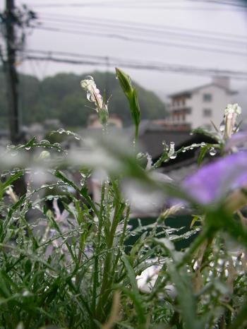 c0023323_62486.jpg