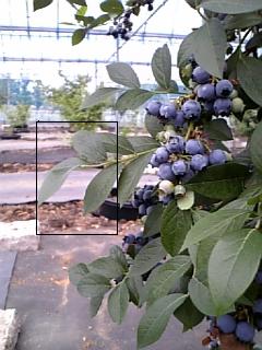 e0145332_0103557.jpg