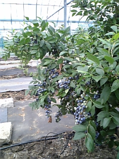e0145332_0421.jpg