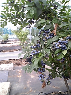 e0145332_062988.jpg