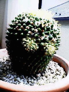 a0062133_14252362.gif