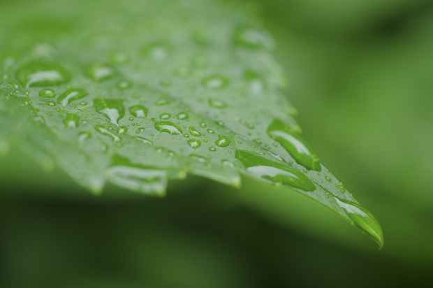 雨は・・・。_f0050534_6384067.jpg